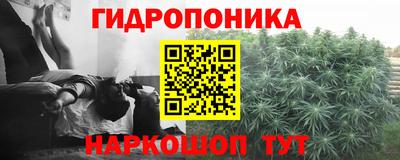 сатива Гай